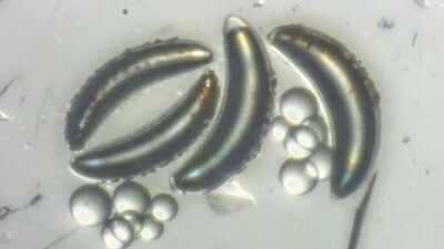 Scientists thought insects could never survive the deep ocean because their air-filled bodies would implode, but lake fly larvae in Africa's Lake Malawi are proving them wrong