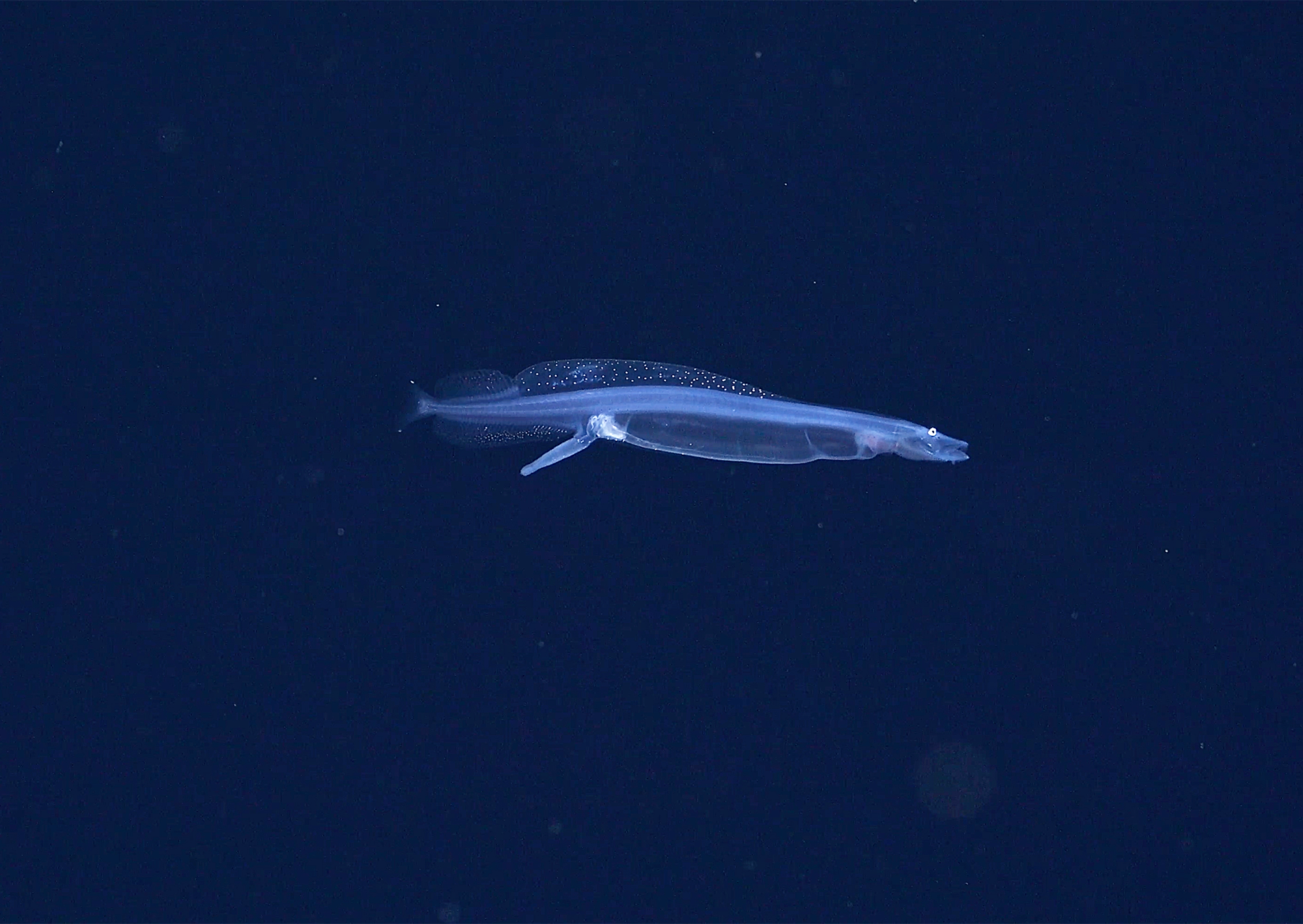 a long and thin transluscent fish swims in the deep ocean