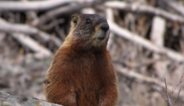 Marmot mutilation prompts calls for increased Mac Island patrols | Radio NL
