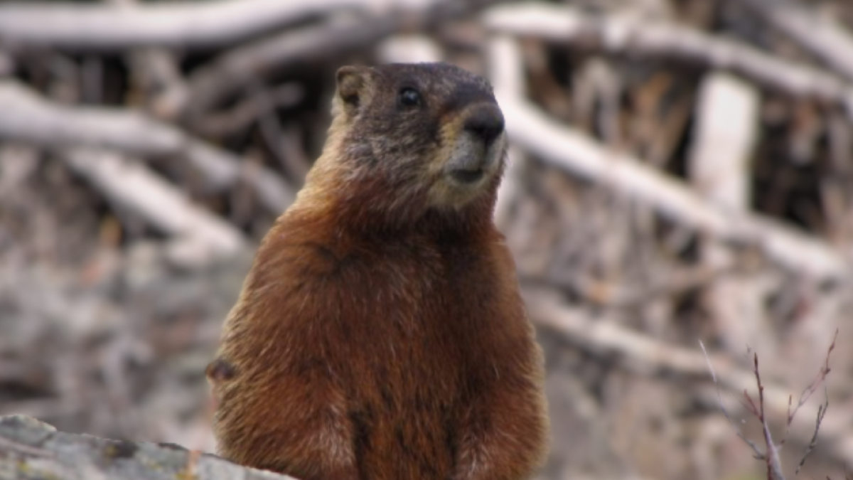 Marmot mutilation prompts calls for increased Mac Island patrols | Radio NL