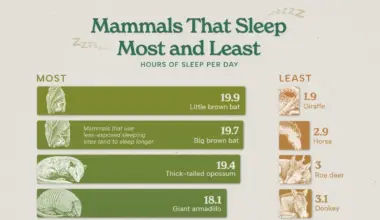 Infographic ranking the mammals that sleep the most and least each day, showing the little brown bat at 19.9 hours of sleep and the giraffe at 1.9 hours, based on PNAS research by Savage & West.