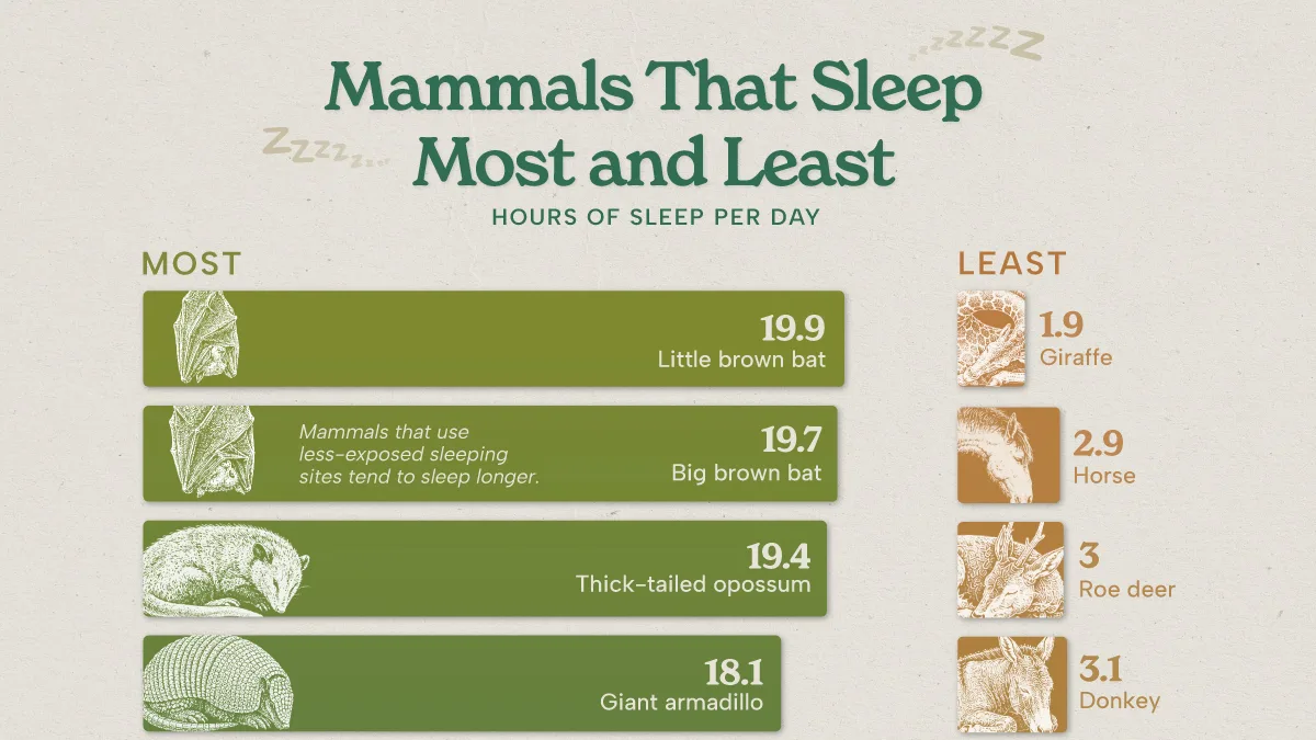 Infographic ranking the mammals that sleep the most and least each day, showing the little brown bat at 19.9 hours of sleep and the giraffe at 1.9 hours, based on PNAS research by Savage & West.
