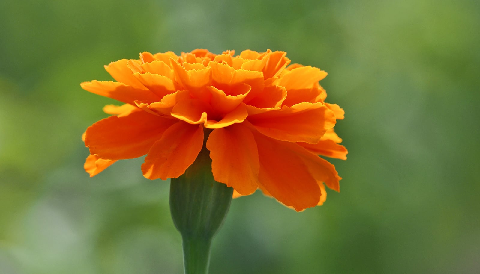 Marigolds could be the next big source of plant-based protein