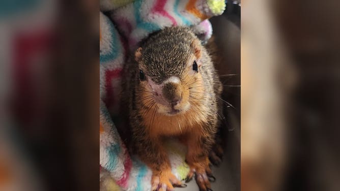 Maxine after recovering from squirrel pox. 