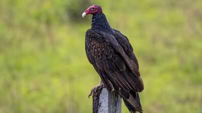 Meet the Turkey vulture: The bird that vomits at predators and poops on its own legs to survive