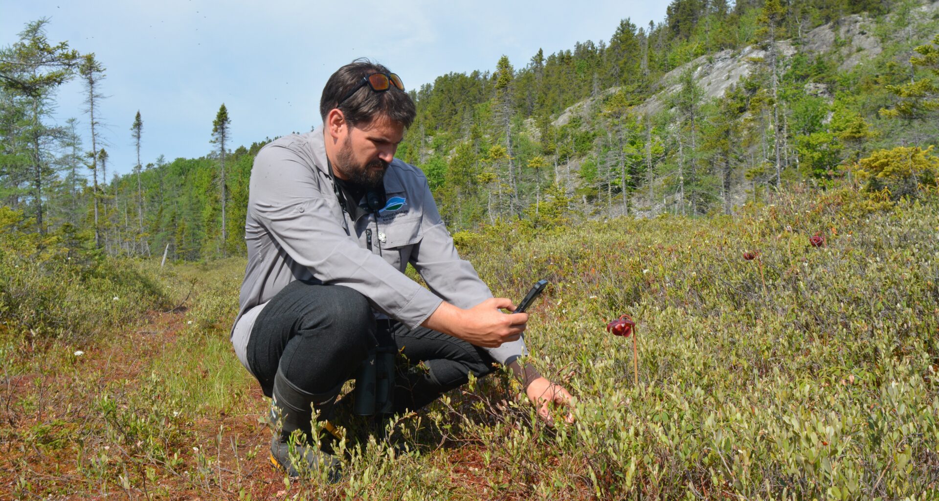 Saint-Simon-de-Rimouski peatland that shelters rare species is now protected