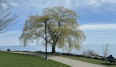 Mississauga exceeds energy reduction targets, expands clean infrastructure goals