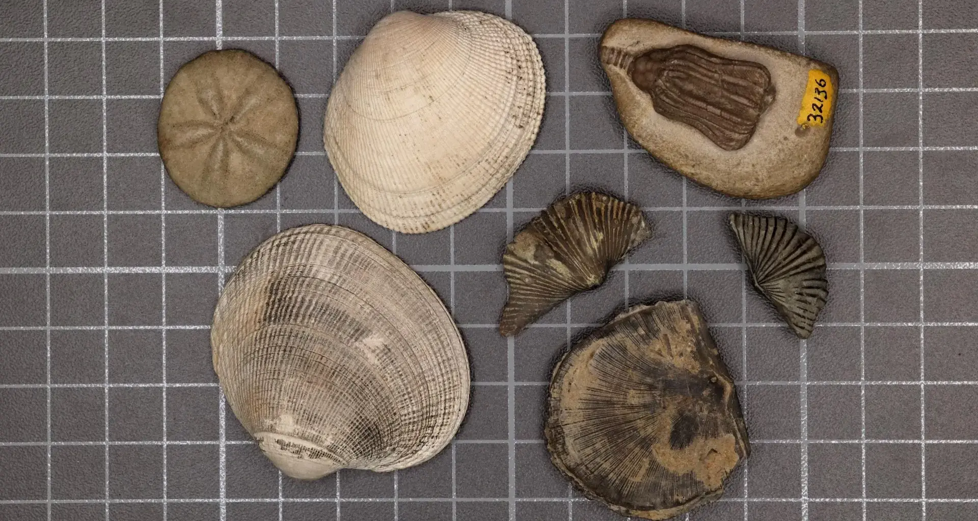 Scientists finally solved the mystery of Earth's greatest mass extinction