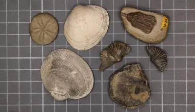 Scientists finally solved the mystery of Earth's greatest mass extinction