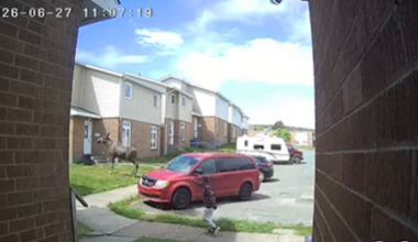 Moose and Calf Wander through St. John's Neighborhood