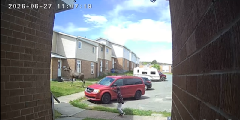 Moose and Calf Wander through St. John's Neighborhood