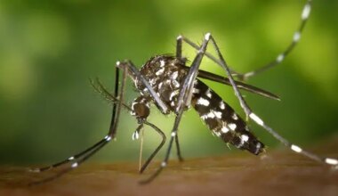 Test confirms West Nile virus in mosquitoes caught in Brampton trap