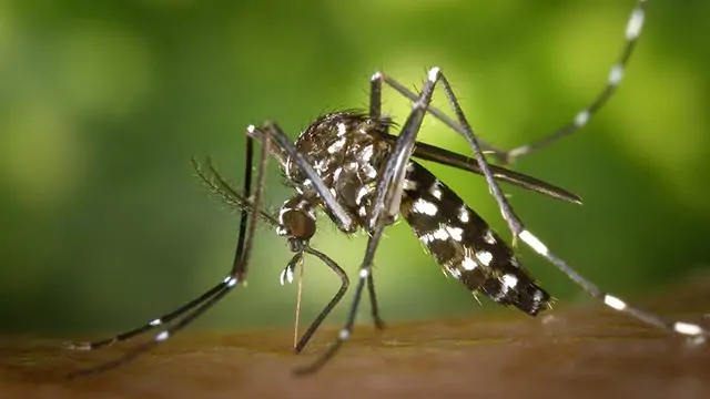 Test confirms West Nile virus in mosquitoes caught in Brampton trap