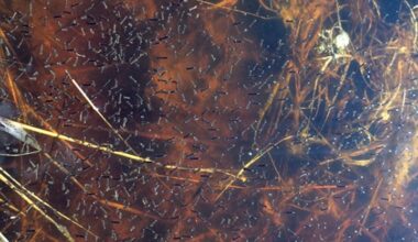 Mosquito boom across southern B.C. | 102.9 Rewind Radio