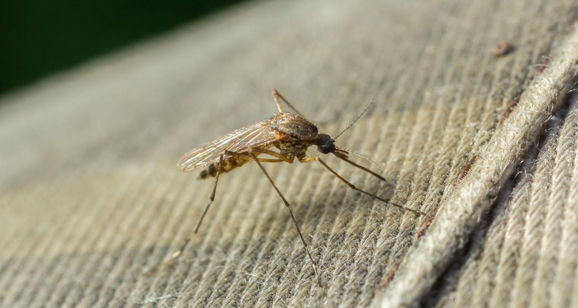 A mosquito resting on a fabric surface.