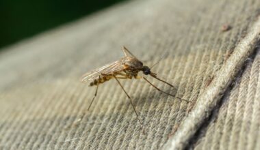 A mosquito resting on a fabric surface.