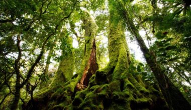 Moss Is Generating Electrical Waves That Look Startlingly Like a Neural Network : ScienceAlert