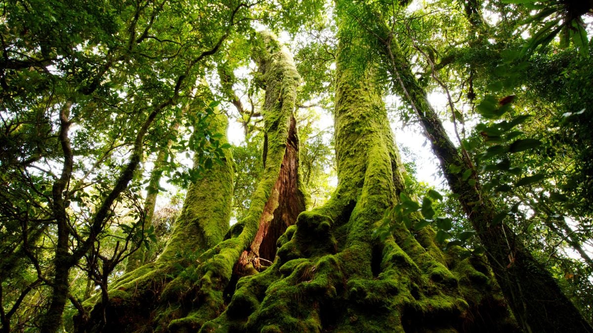 Moss Is Generating Electrical Waves That Look Startlingly Like a Neural Network : ScienceAlert