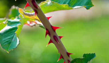 How shark teeth and rose thorns solve the same problem