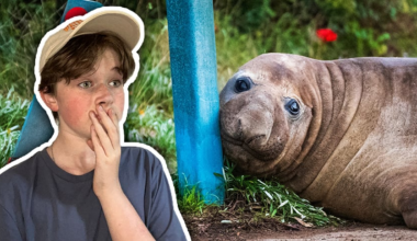 A large elephant seal rests his head against a steel bollard. A cut-out of Manny with a shocked expression on his face.