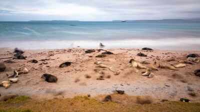 New Zealand is investing $202 million in a mega-operation aimed at restoring three islands destroyed by invasive species, with the help of Maori natives