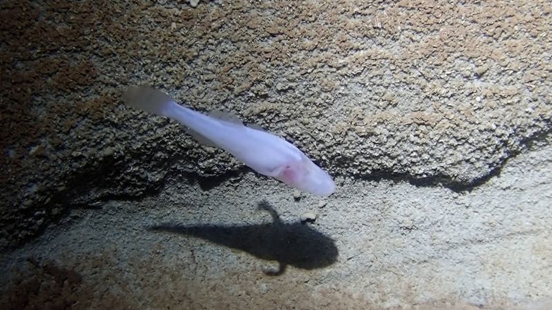 Rare demon cavefish discovered in Alabama