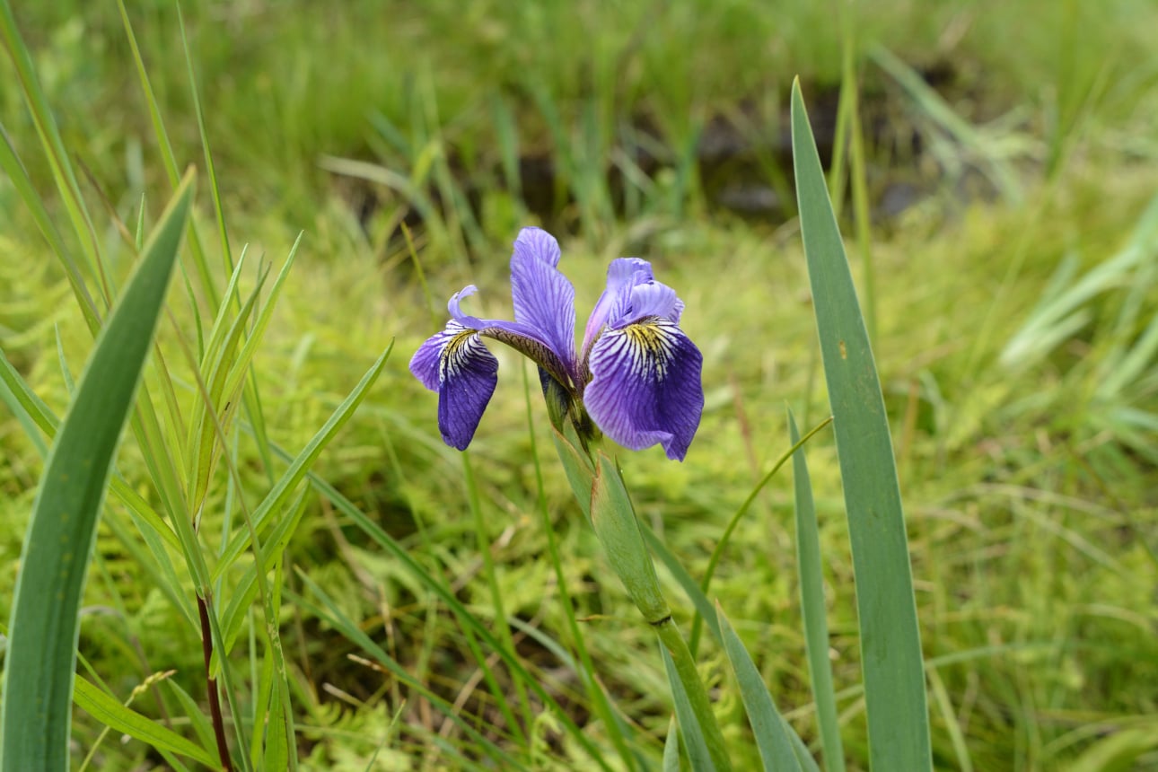 The blue flag iris, Québec's floral emblem, in bloom in the peatland.