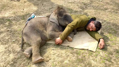 Orphaned once, Dudhwa elephant now faces separation from surrogate family