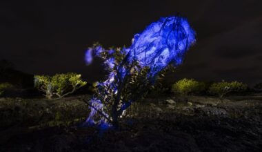 Mangrove Photography Awards 2026: Winning images