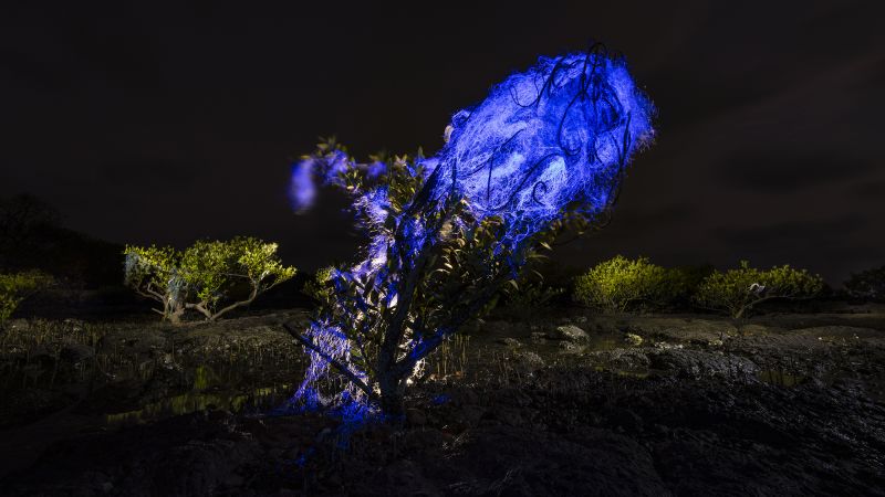 Mangrove Photography Awards 2026: Winning images