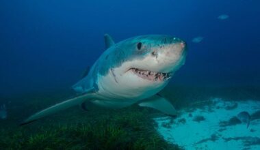 Good at maths and into jazz: Nine extraordinary things you probably didn't know about sharks
