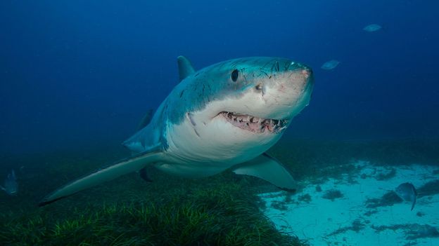 Good at maths and into jazz: Nine extraordinary things you probably didn't know about sharks