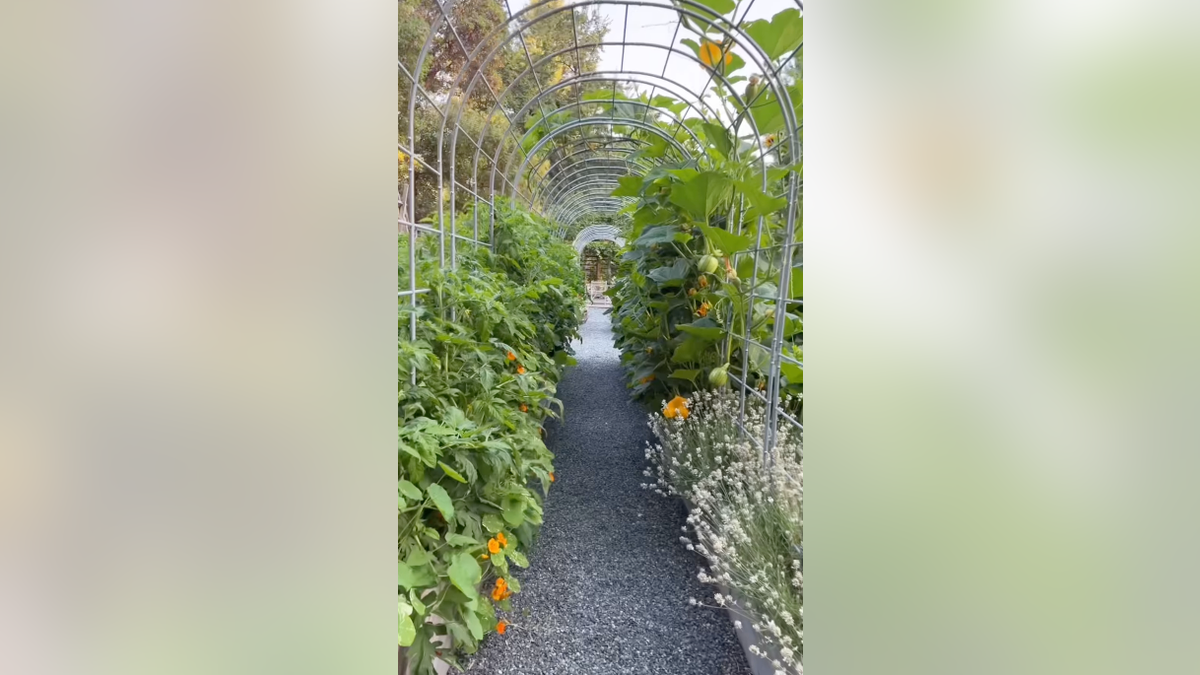 A gravel path runs beneath a metal garden arch between raised vegetable beds.