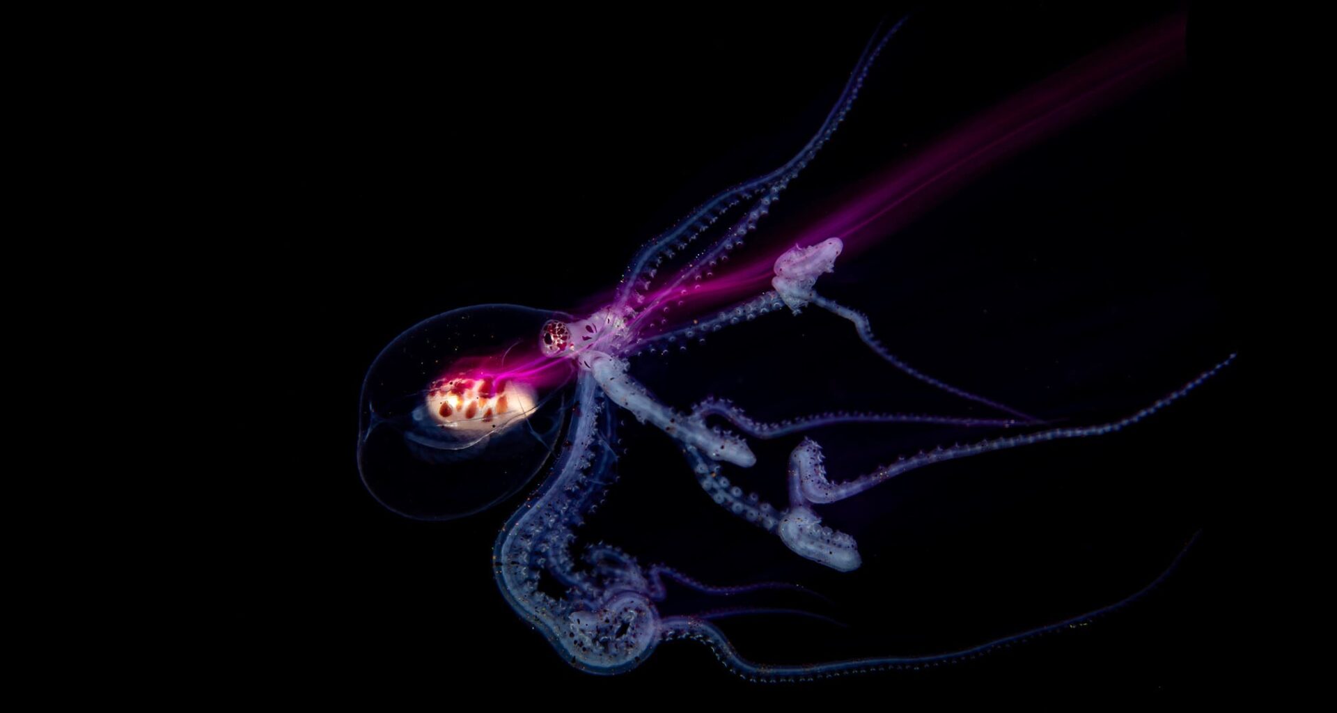 A bioluminescent jellyfish glows with purple and blue light against a black background, its tentacles trailing and curving gracefully.