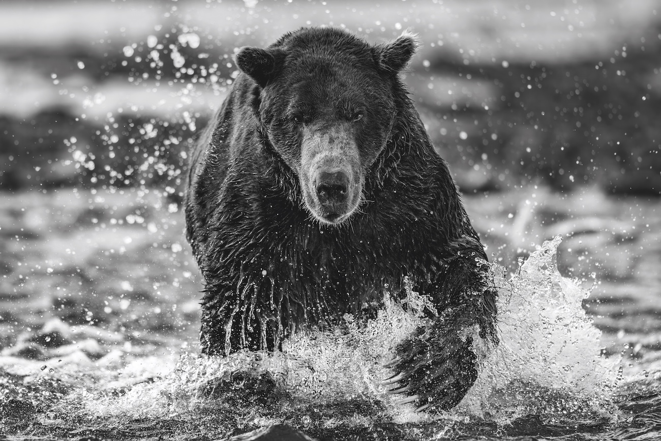 Bear in water.