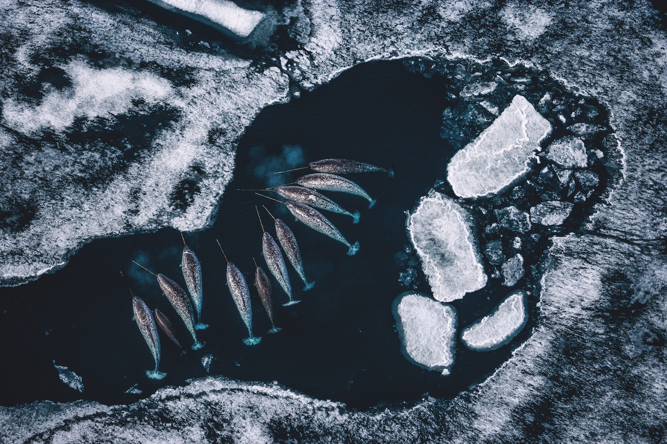 Narwals