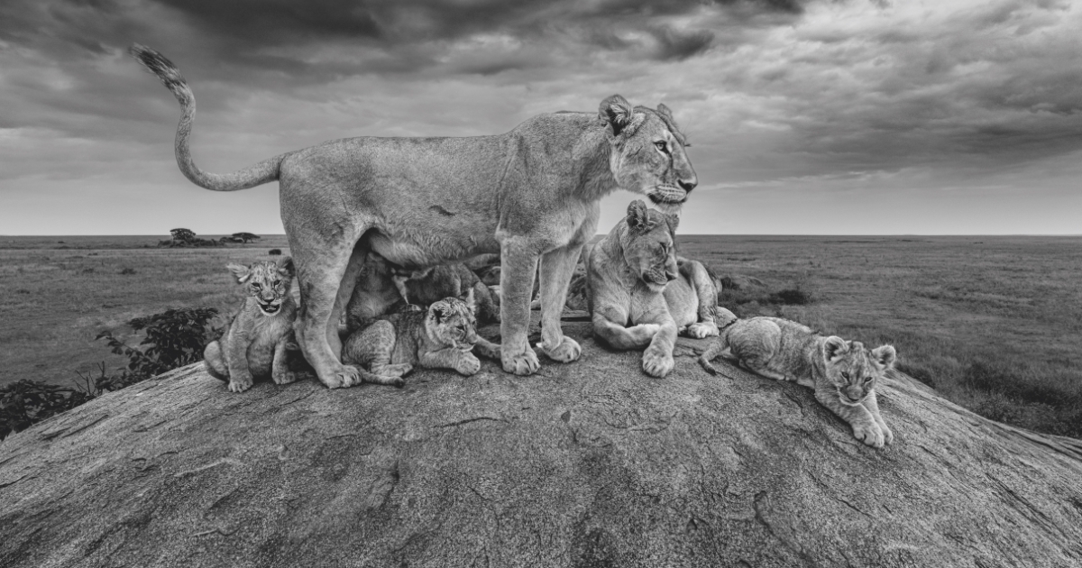 Paul Nicklen Reflects on 30 Years of Wildlife Photography in New Book Reverence