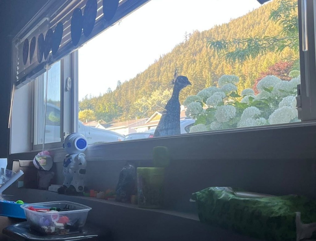Escape artist Tony the peacock eludes capture in Kamloops neighbourhood | iNFOnews.ca