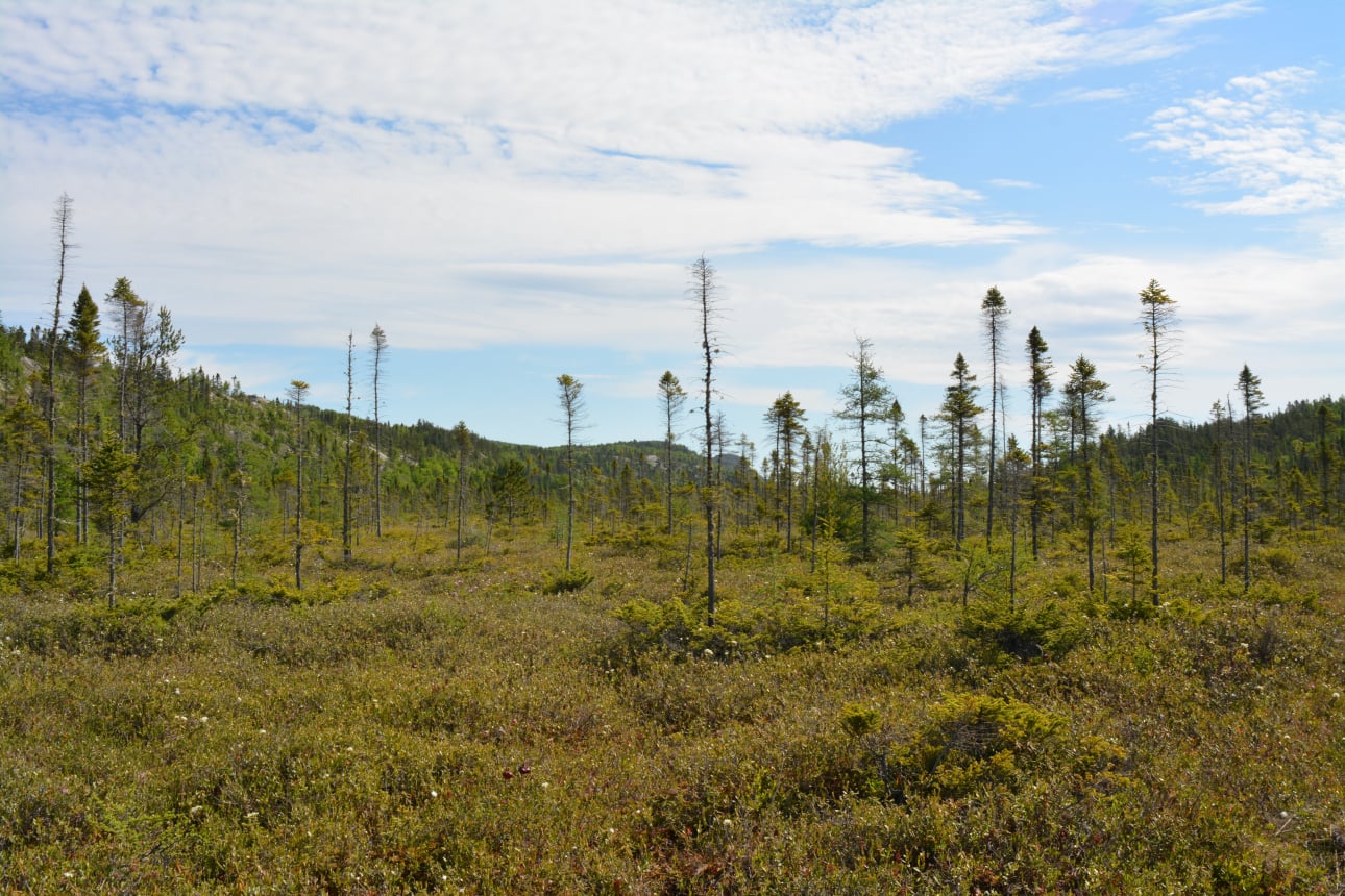 The Saint-Simon-de-Rimouski peatland is photographed.
