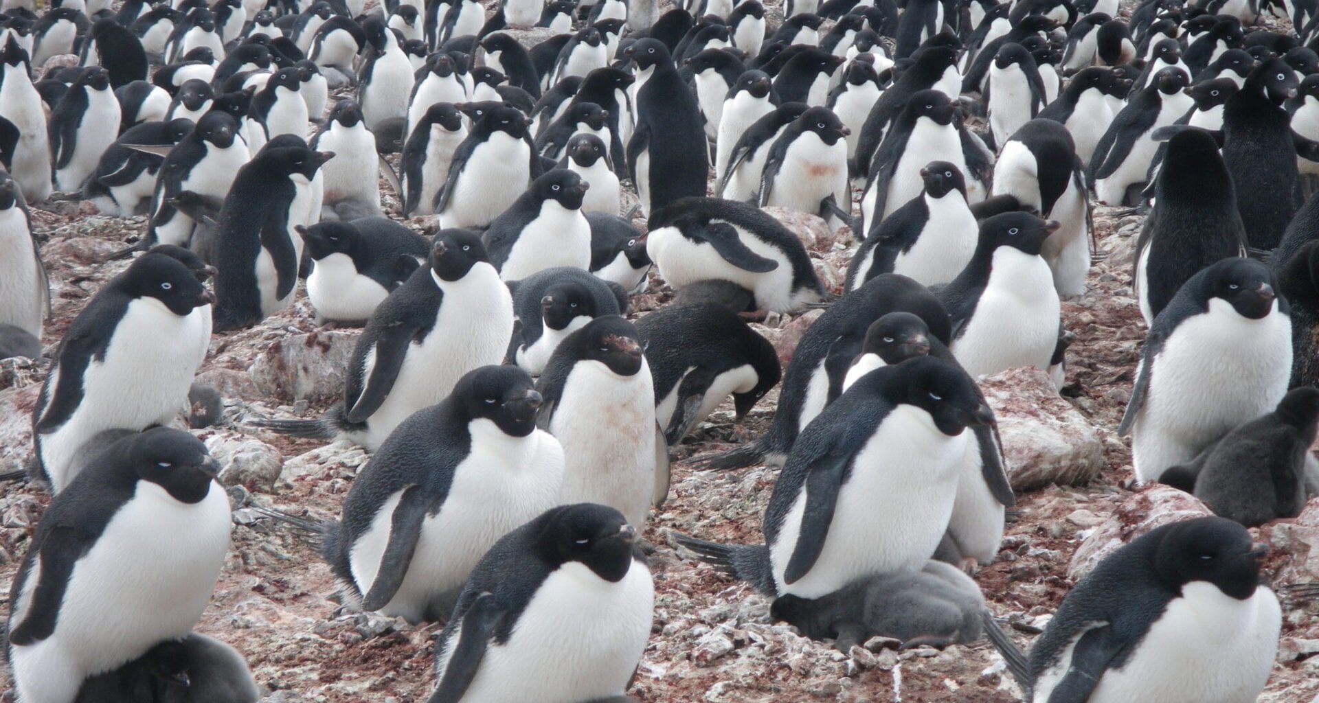 Nesting Adélie penguins on Antarctica's King George Island. Credit: Michael Polito, UC Santa Cruz