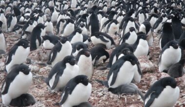 Nesting Adélie penguins on Antarctica's King George Island. Credit: Michael Polito, UC Santa Cruz