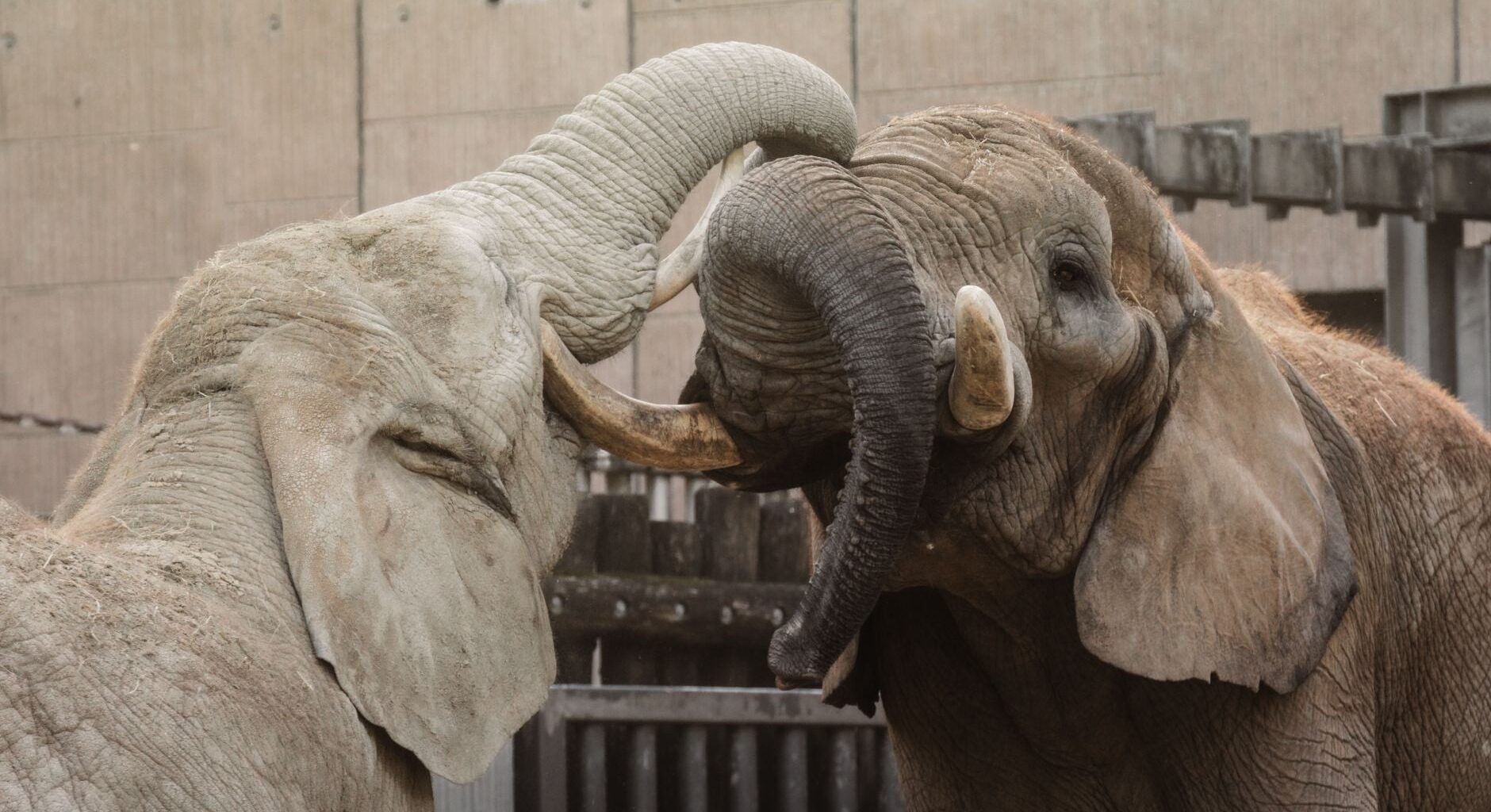When elephants play, they rapidly copy one another’s trunk and head movements — a form of bodily mimicry resembling the contagious smiles and laughter seen in humans