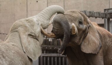 When elephants play, they rapidly copy one another’s trunk and head movements — a form of bodily mimicry resembling the contagious smiles and laughter seen in humans