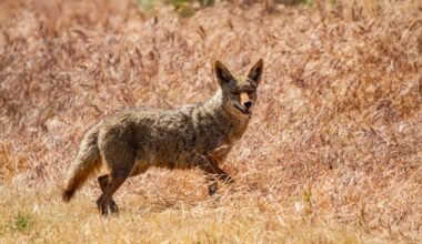 How to protect pets and property from coyotes in Tsawwassen