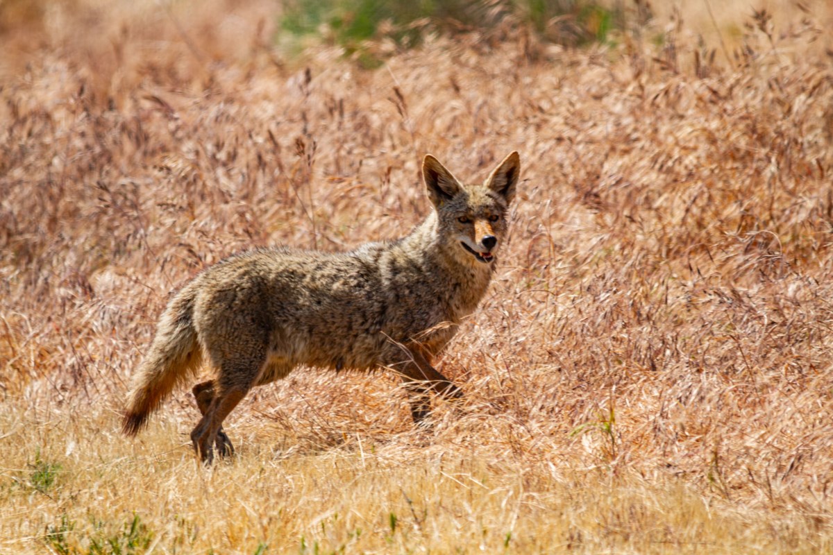 How to protect pets and property from coyotes in Tsawwassen