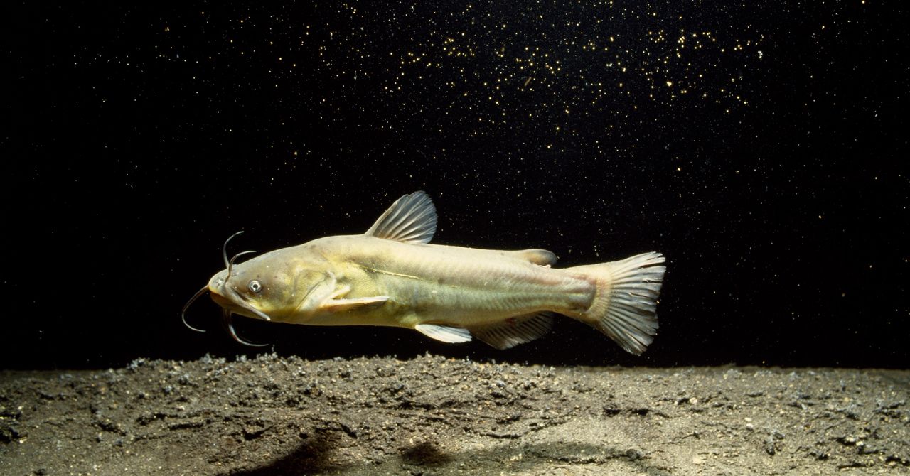 Contagious Cancer Found in North American Catfish