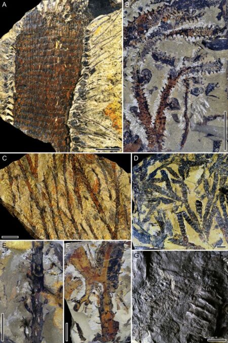 World's Oldest Amber Comes From a World 150 Million Years Before Dinosaurs