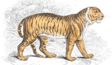 Explore 1,300+ Beautiful Wildlife Illustrations from the 19th Century, Now Restored and Available Online