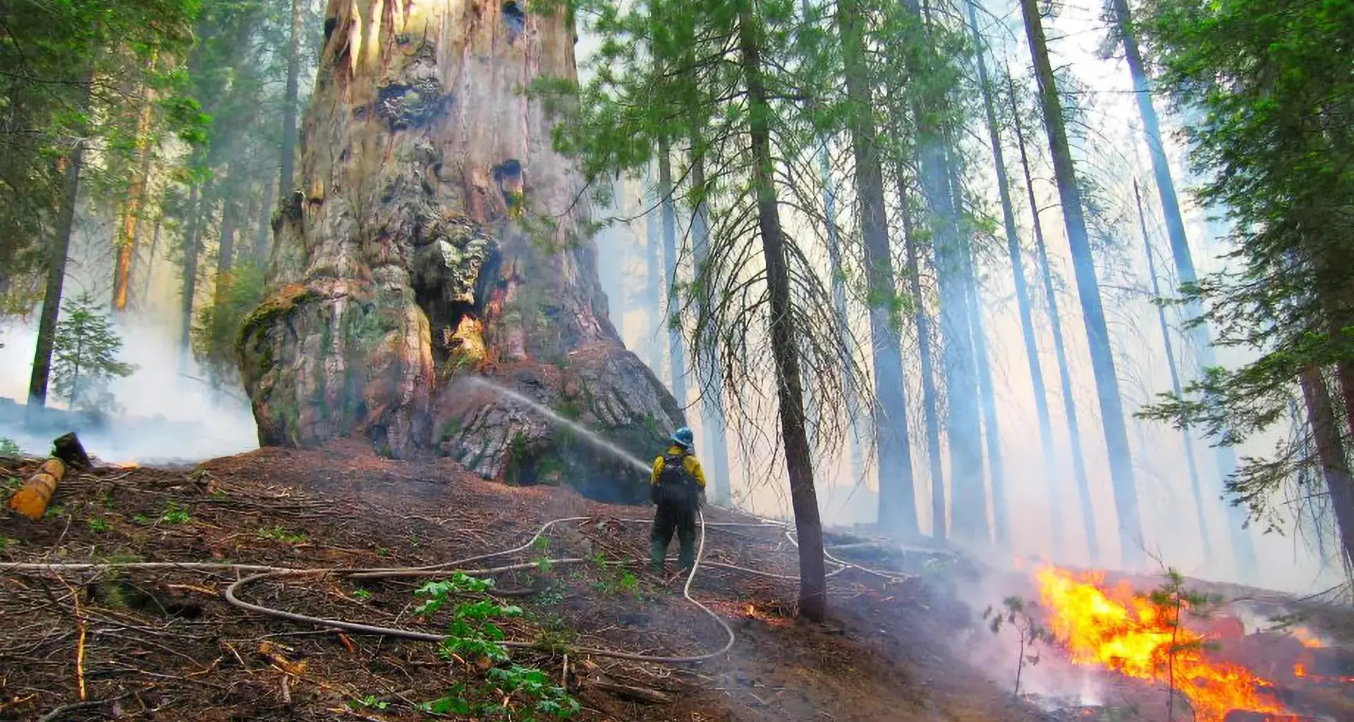 The best way to save giant sequoias may be more fire