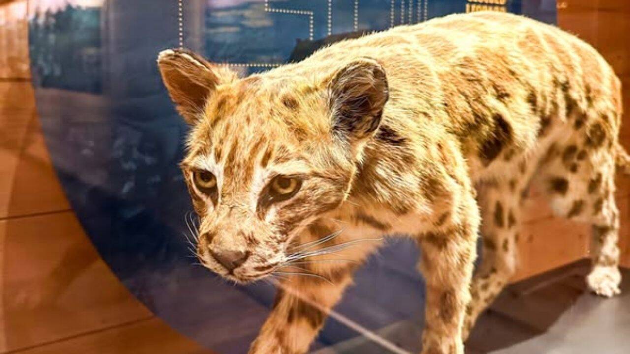 Image Credit: Facebook/ @Ark Encounter Proailurus: The earliest known true cat<br>